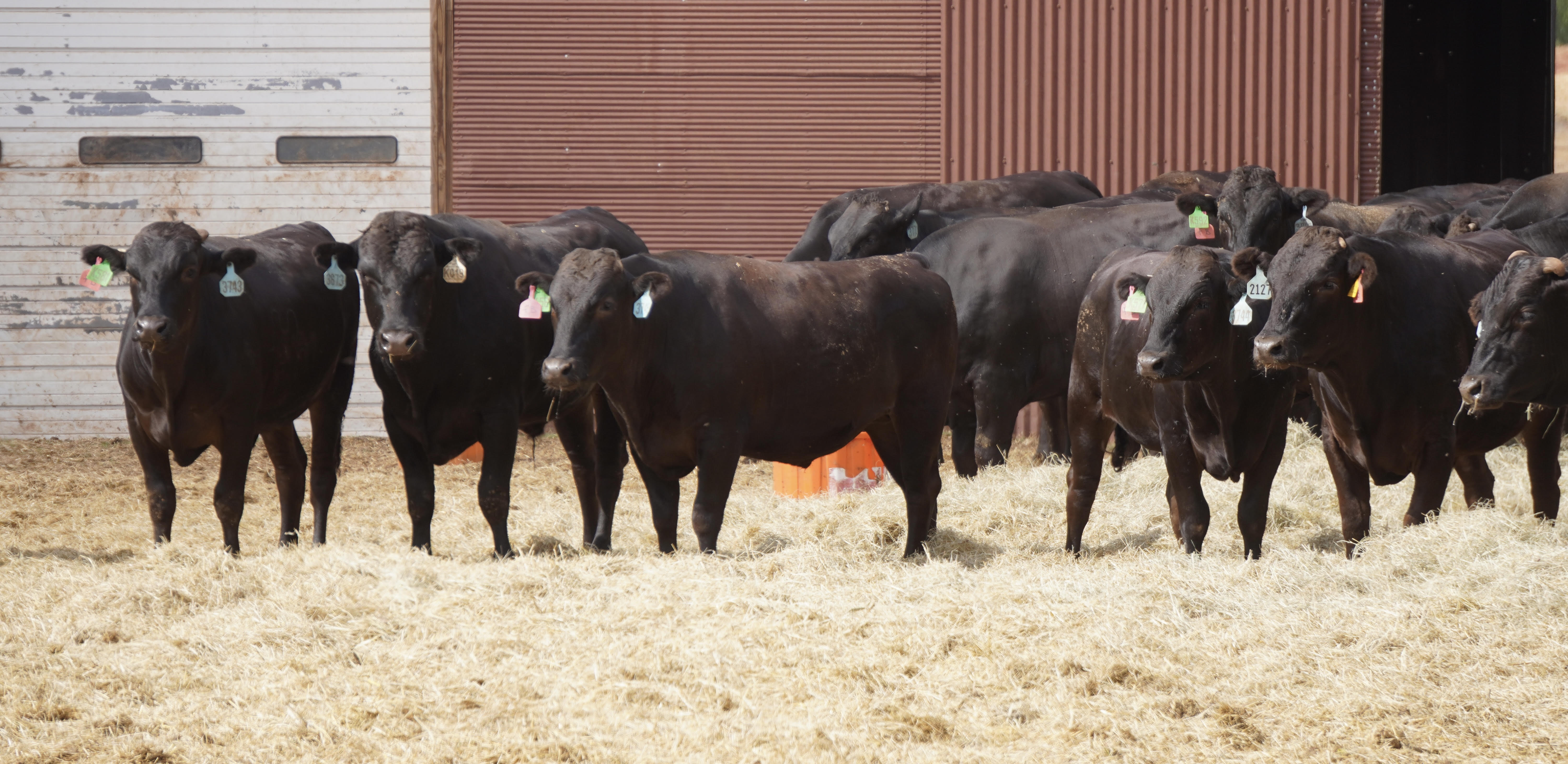 100 Head Fullblood Wagyu Steers